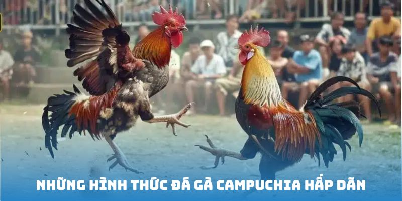 Khám phá 3 hình thức đá gà Campuchia sống động