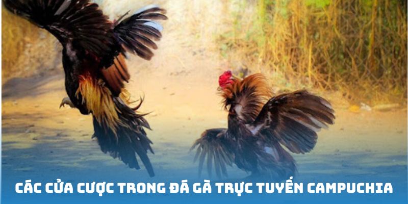 Những cửa cược đặc sắc tại đá gà Campuchia online