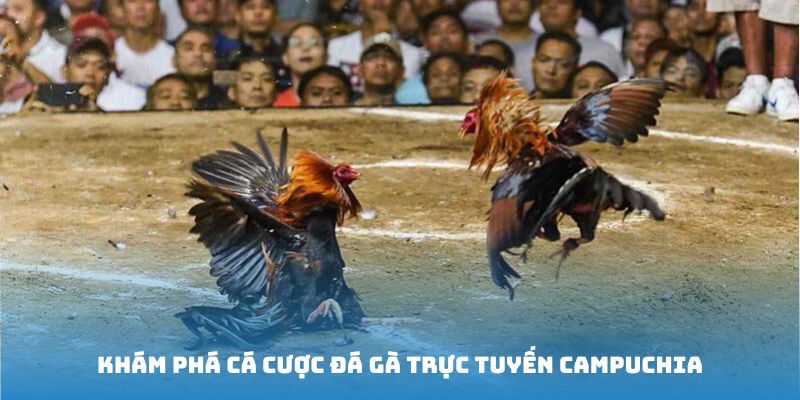 Đá gà trực tiếp Campuchia - Siêu phẩm không nên bỏ lỡ trong 2025