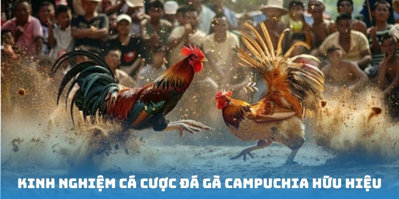 Bí quyết đặt cược đá gà trực tiếp Campuchia hiệu quả