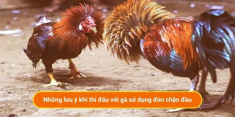 Những lưu ý khi thi đấu với gà sử dụng đòn chặn đầu
