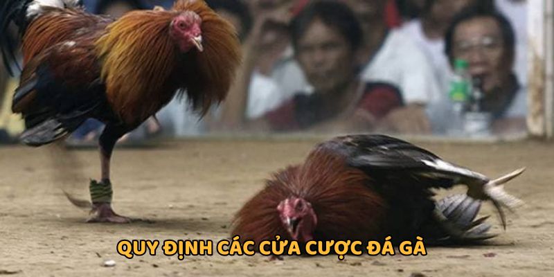 Luật đá gà quy định các cửa cược