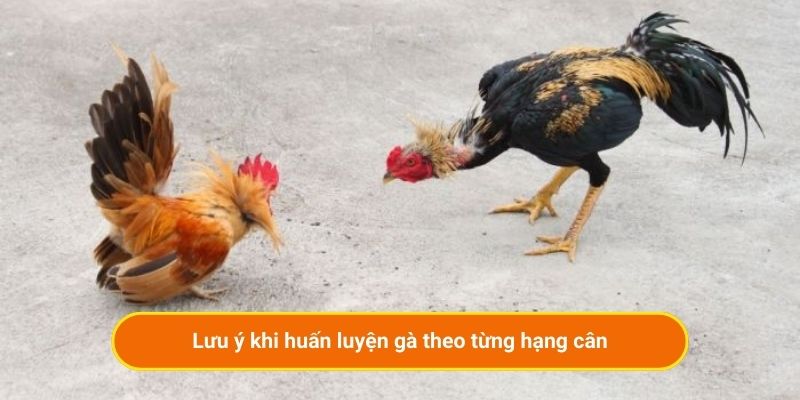Lưu ý khi huấn luyện gà theo từng hạng cân