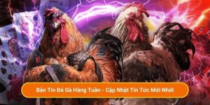 Bản Tin Đá Gà Hàng Tuần - Cập Nhật Tin Tức Mới Nhất
