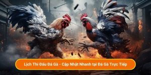 Lịch Thi Đấu Đá Gà - Cập Nhật Nhanh tại Đá Gà Trực Tiếp