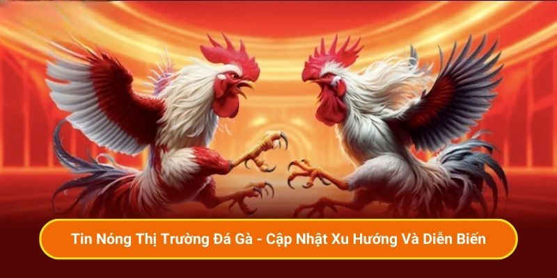 Tin Nóng Thị Trường Đá Gà - Cập Nhật Xu Hướng Và Diễn Biến
